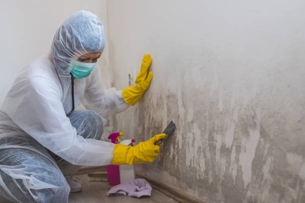 Best Mold Prevention Services  in Belcourt, ND